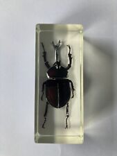 Nashornkäfer Mini Biester Hachette echte Insekten Präparate in Acryl rarität top