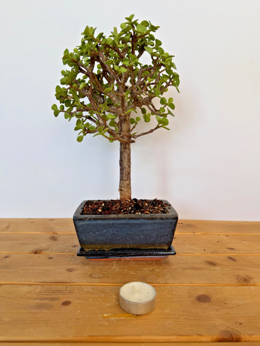 Zimmerbonsai bonsai jadebaum - zimmerbonsai,