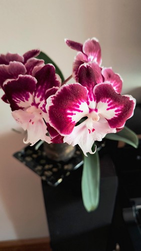 Orchidee phalenopsis - orchidee,