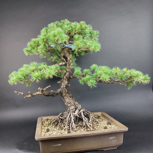 Bonsai mädchenkiefer - bonsai,