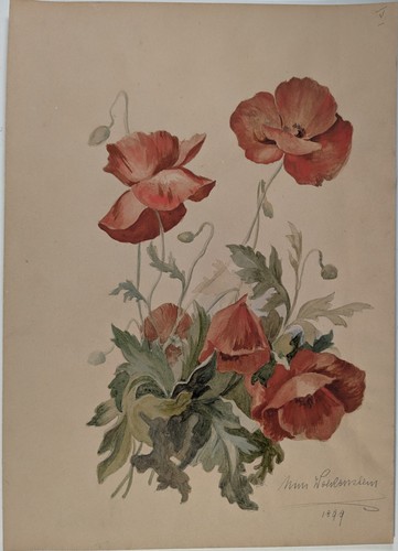Roter mohn klatschmohn - roter,
