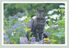 1 AK Katze 18: - NEU !!! #