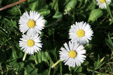 20.000+ Samen Bellis perennis
