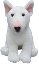 Weißer englischer bullterrier - englischer,