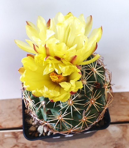 Coryphantha impexicoma