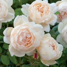 Englische Rose Wollerton Old