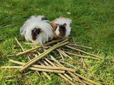 Knabberholz, Apfelholz