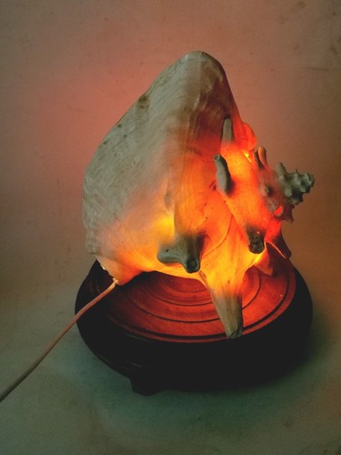 Tischlampe muschellampe - tischlampe,,