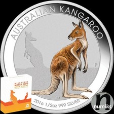 KÄNGURU - Australien 2016 -