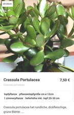 Crassula ovata Geldbaum Pfennigbaum Jungpflanze Sukkulente Zimmerpflanze