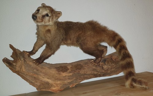 Südamerikanischer nasenbär - südamerikanischer,