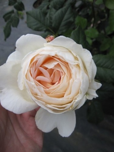 Kletterrose uetersener - kletterrose,