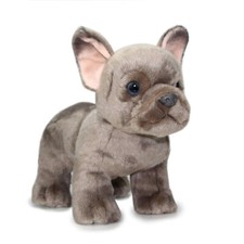 Französische bulldogge - französische,