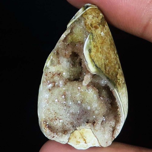 Natürlich fossil schnecke - fossil,