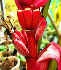 Banane  pink,  Musa Roja,  Red