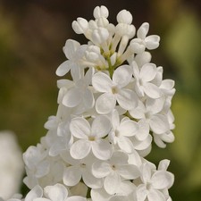 Flieder - Syringa `MME