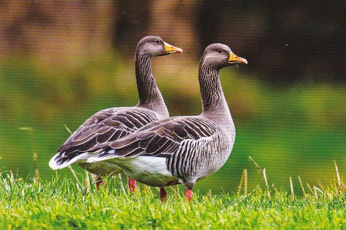 Wildlife zoo postkarte - ***,