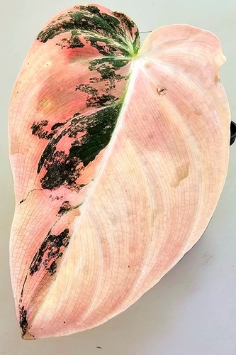 Sehr schöner philodendron - sehr,