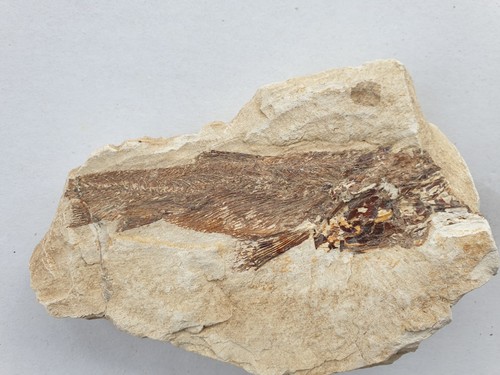 Eurypholis boisseri seltener - eurypholis,