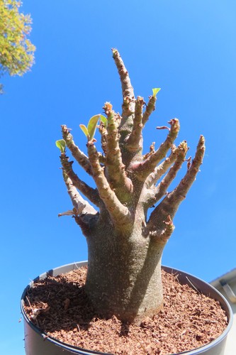 Adenium obesum wüstenrose - adenium,