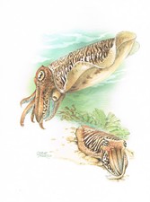 Gemeiner Tintenfisch Tintenschnecken - Kunstdruck-Bild - 25,5 x 17,5 cm