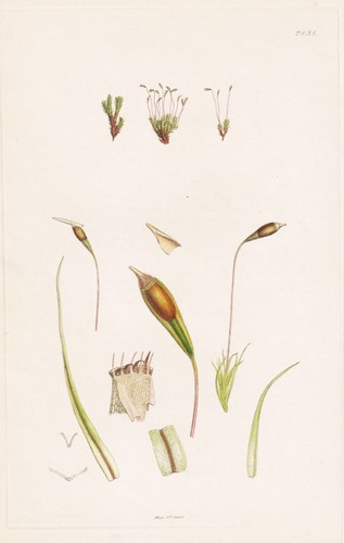 Bryum gracile moose - moose, mosses