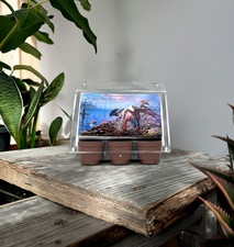 Mini- Gewächshaus Dinosaurier