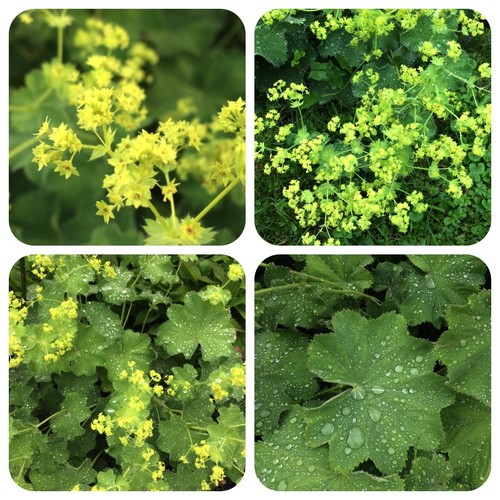 Frauenmantel alchemilla - frauenmantel,