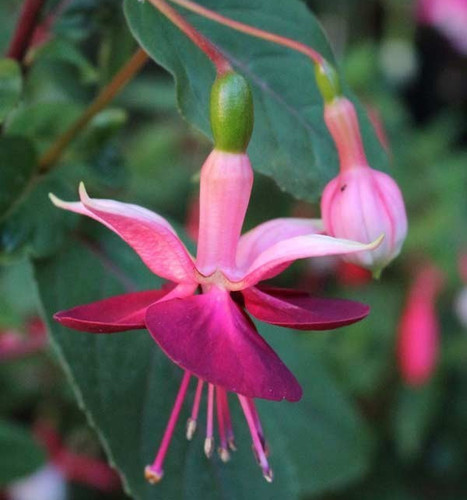 Fuchsien pflanze heri - pflanze, "heri
