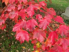 Acer rubrum 'Autumn Radiance'