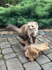 Ausgestopfter Marder auf