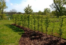 1st Hainbuche 80-120cm im 3L Topf  Hecke Carpinus betulus XXL Heckenpflanzen
