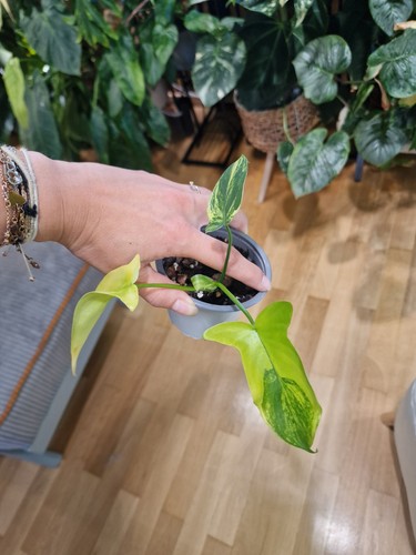 Philodendron pedatum variegata - philodendron,