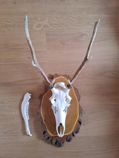 Hirsch-Geweih 6-Ender