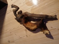 Gut erhaltenes Marder Steinmarder
