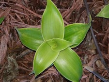 4 Callisia Fragrans Live