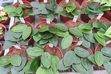 Hoya vangviengiensis