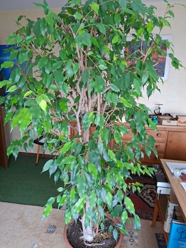 Birkenfeige - (ficus, benjamina)
