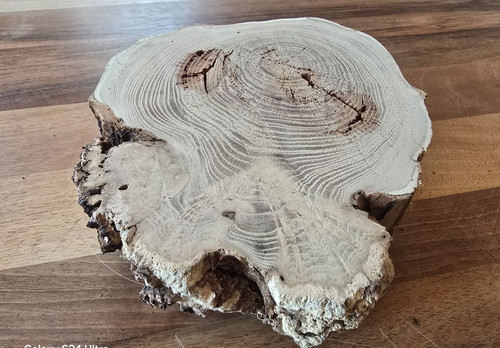 Baumscheibe robinie mit - baumscheibe,