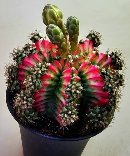 Sehr schöner gymnocalycium - sehr,