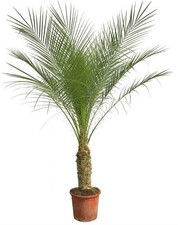 Palme große - palme–,