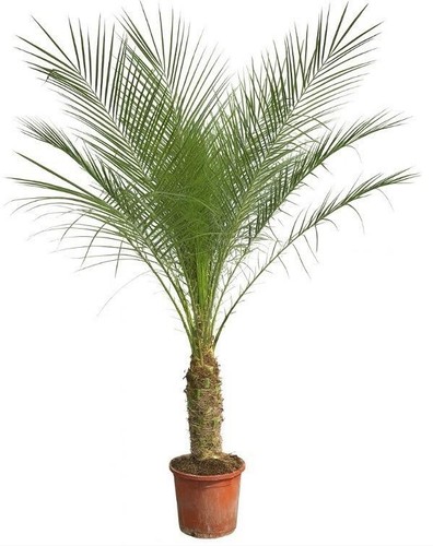 Palme große - palme–,