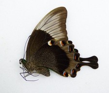 Papilio daedalus ssp. daedalus