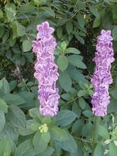 2 Stück Rittersporn rosa