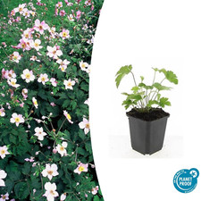 Anemone tomentosa Robustissima