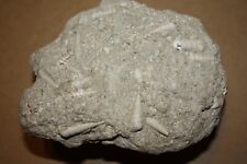 Fossile Schnecken-Stufe