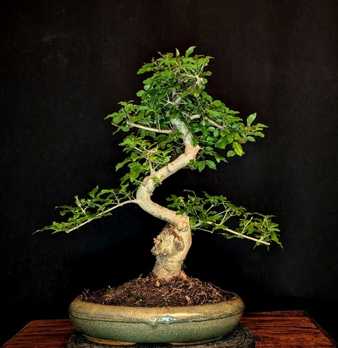 Bonsai chinesischer liguster - bonsai,