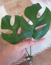 2x Ableger Monstera Minima Rhaphidophora tetrasperma Steckling
