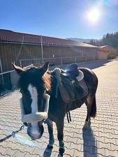 Gut gepflegter 17,5" Sattel –  Hellbraun