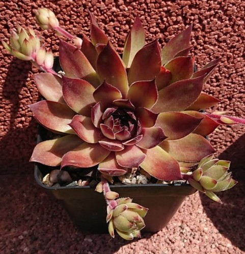 Sempervivum lemonade joe 1 - sempervivum, joe"
